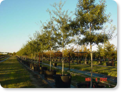 Mexican Red Oak