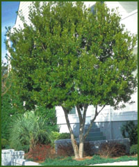 Southern Waxmyrtle